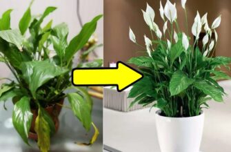 Спатифілум миттєво розпускає розкішні “білі вітрила”: додаю лише 1 мл на горщик цього чудо-засобу