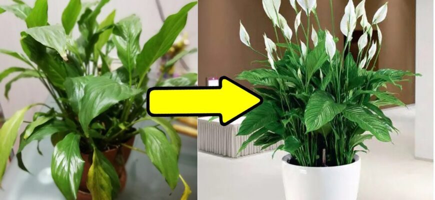 Спатифілум миттєво розпускає розкішні “білі вітрила”: додаю лише 1 мл на горщик цього чудо-засобу