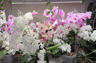 Розмножую орхідею у домашніх умовах: просто застосовую цей чудо-спосіб – і насолоджуюсь 100% укоріненням