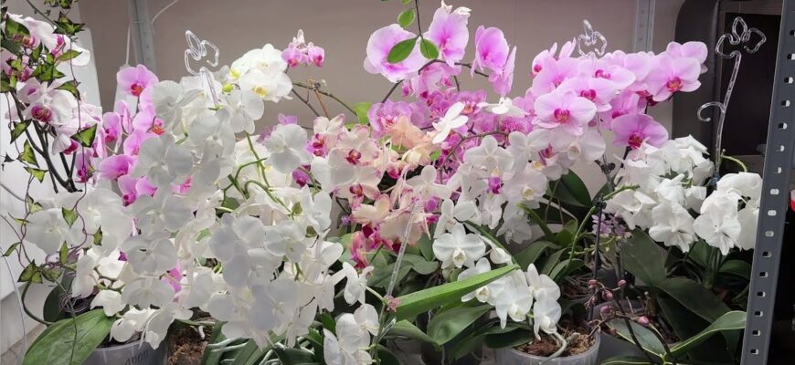 Розмножую орхідею у домашніх умовах: просто застосовую цей чудо-спосіб – і насолоджуюсь 100% укоріненням