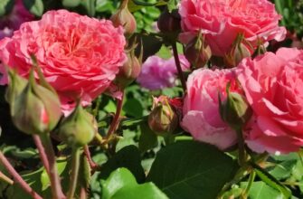 Кладу під кущі троянди по 1 жмені “цього” – і квіти не вимерзають навіть у холодну зиму: спосіб перевірений