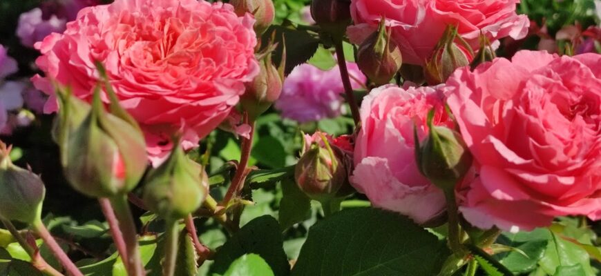 Кладу під кущі троянди по 1 жмені “цього” – і квіти не вимерзають навіть у холодну зиму: спосіб перевірений