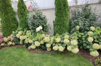 Гортензія виглядатиме як королева: ось що варто посадити поруч – готуюсь до нового сезону заздалегідь