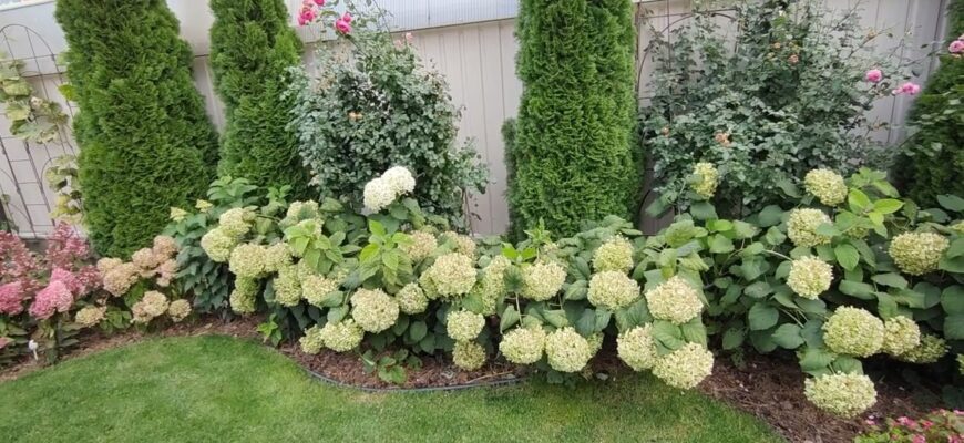 Гортензія виглядатиме як королева: ось що варто посадити поруч – готуюсь до нового сезону заздалегідь