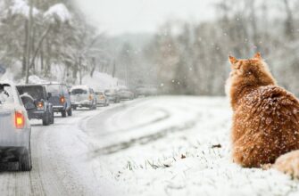 В Україну мчить різке похолодання: названа дата, коли погода остаточно зіпсується