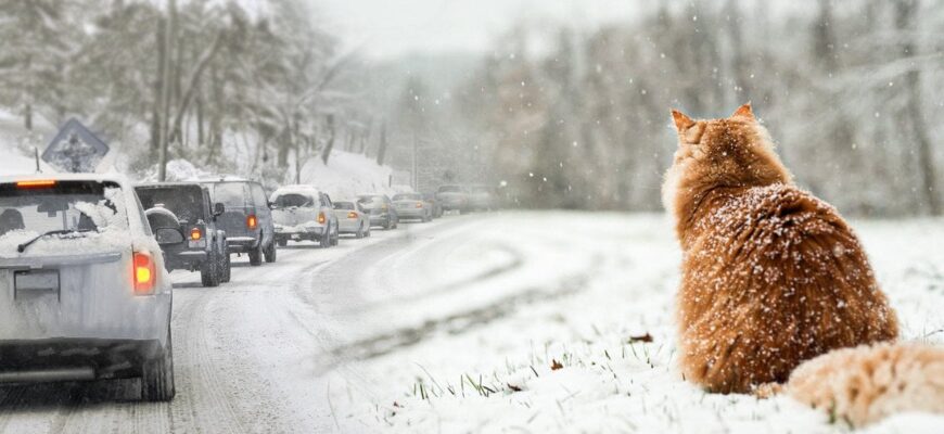Синоптики попереджають про ожеледицю та сніг: коли чекати погіршення погоди