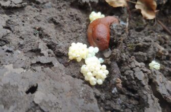 Передзимова обробка від слимаків — чи потрібна? Городники пояснили, як живуть шкідники у ґрунті: то цікаво