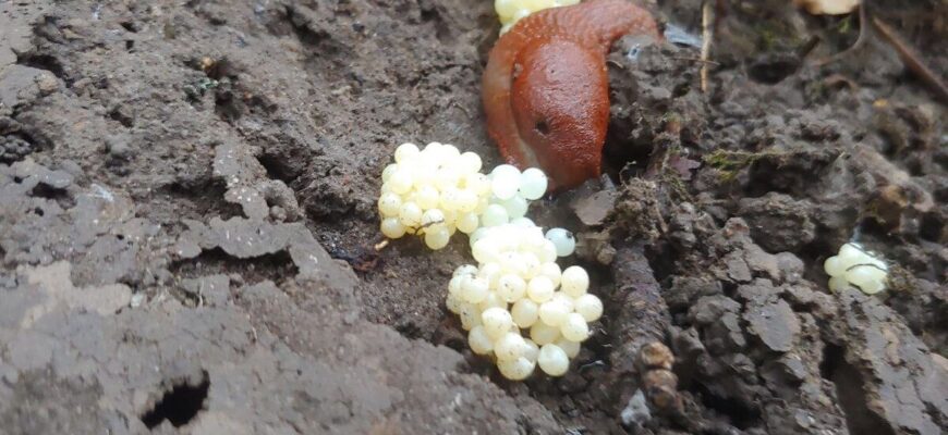 Передзимова обробка від слимаків — чи потрібна? Городники пояснили, як живуть шкідники у ґрунті: то цікаво