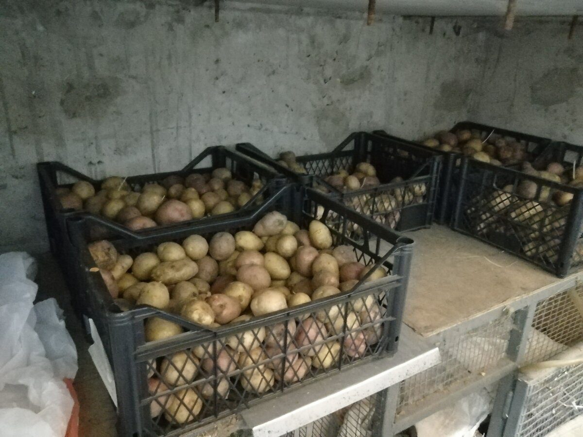 Господарі розповіли лайфхаки, завдяки яким у погребі буде сухо 