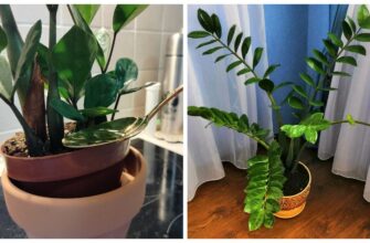 Заміокулькас рівнесенький, як береза – і не розвалюється: 2 мл у воду – і у вашому горщику не кущ, а ліс