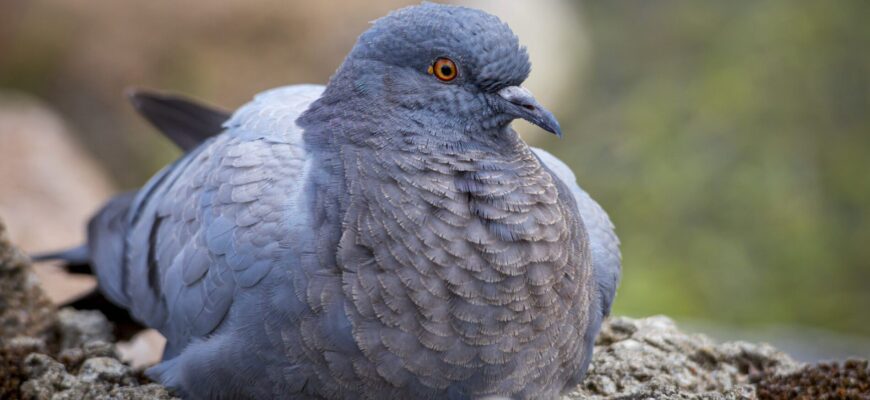 Підвісила 5 старих дисків на балконі – голуби злетіли через мить: блиск на сонці налякав їх краще за чучело