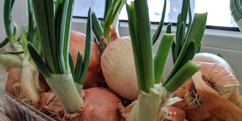 Зробіть у цьому дірки – і зелена цибуля ростиме вдома всю зиму. Пророщування без землі й бруду