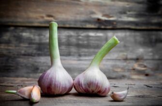 На Черкащині ці 2 сорти часнику зберігаються до літа – витримують навіть теплі квартири