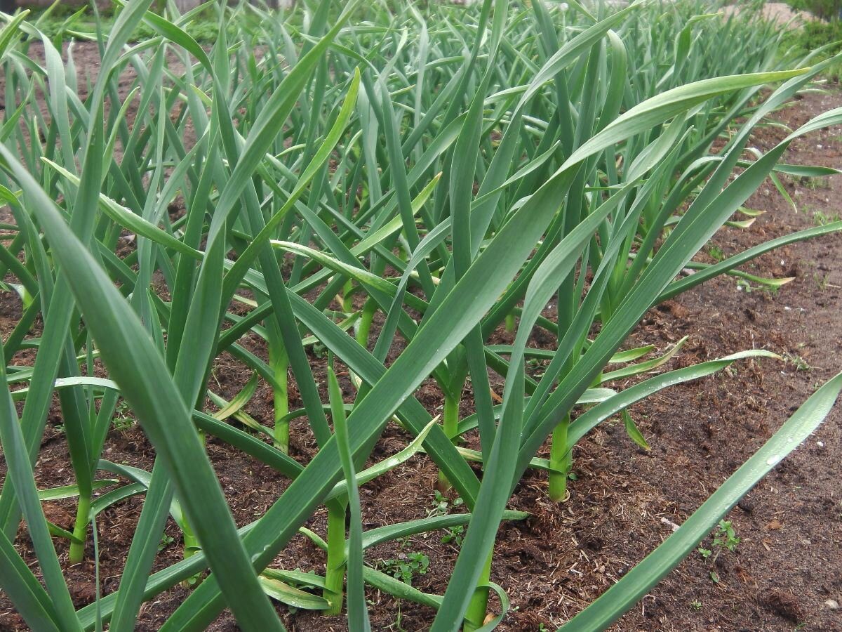 Городники назвали найгірших попередників для цибулі на городі