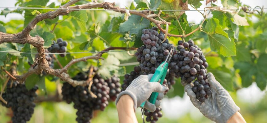 Ці 2 добрива повністю забезпечать чудовим урожаєм винограду у 2026 році – у вас ще є 7 днів