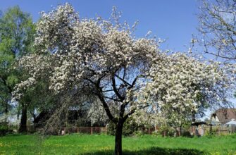 Зрізала поросль 10 разів за літо – восени зробила по-іншому: відкопала корінь, зрізала там, де треба – тиша