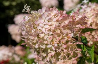 Осіння обрізка гортензії: коли, як і навіщо це робити, щоб кущ рясно квітнув наступного року