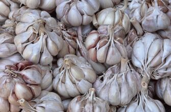 Коли найкраще садити часник і цибулю: сприятливі дні в листопаді