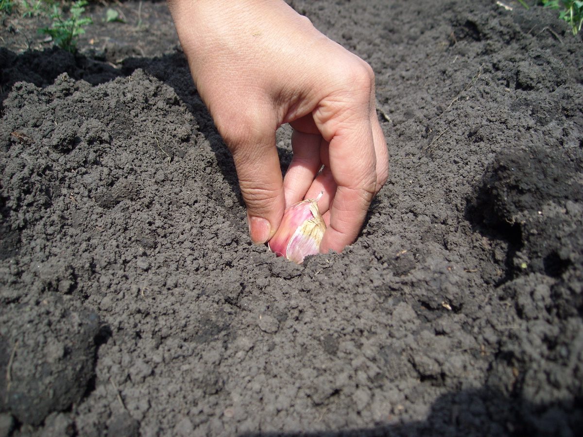 Експерти розповіли, як зміна способу посадки часнику може подвоїти врожай 