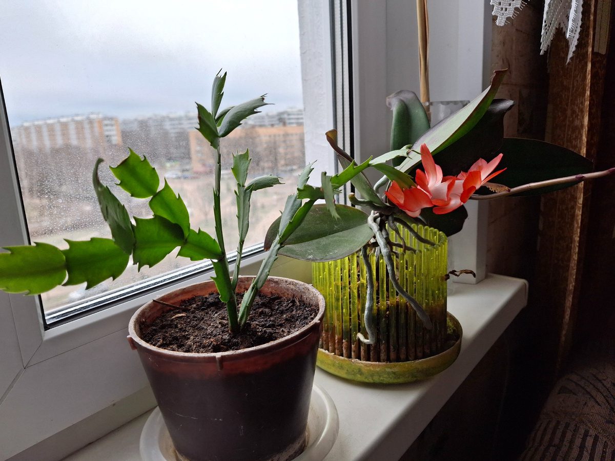 Садівники розповіли, як правильно стимулювати цвітіння декабриста в холодний період року