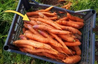1 хитрий прийом – і ящики з морквою на балконі не замерзнуть за всю зиму: це для тих, у кого немає погреба