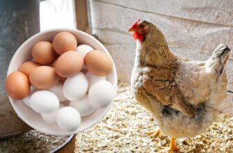 Кури почнуть засипати яйцями. Кілька порад від досвідчених господинь