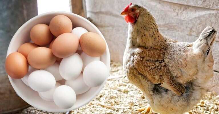 Кури почнуть засипати яйцями. Кілька порад від досвідчених господинь