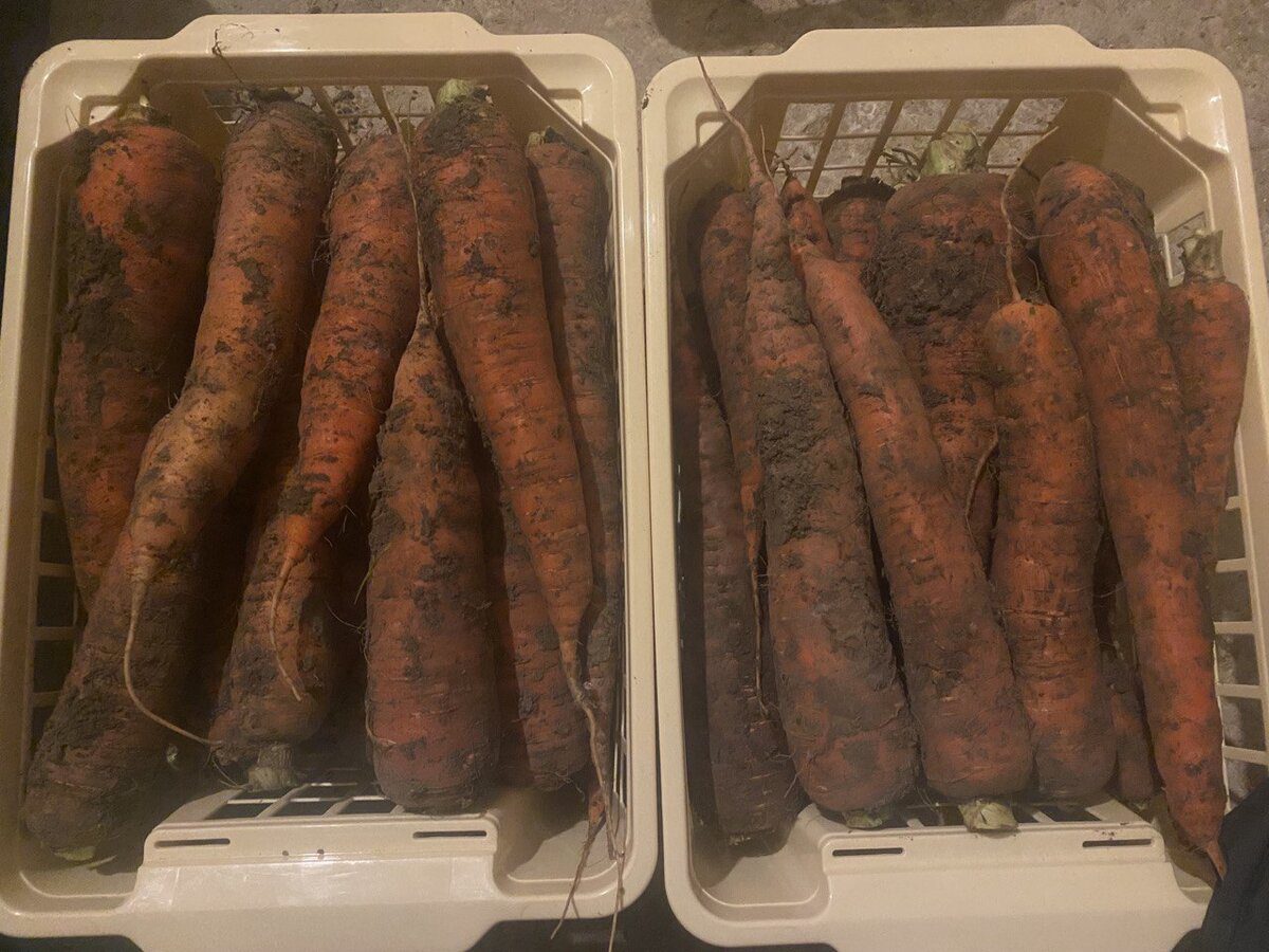 Господині розповіли, як зберігати моркву, щоб вона не пліснявіла 