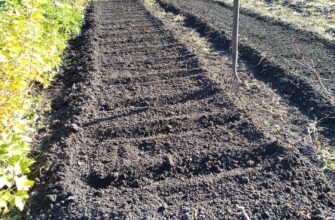 Сусід-агроном детально “розклав” по поличках, що зробити з грядками до 1.12 – у 2026 врожай буде рекордним
