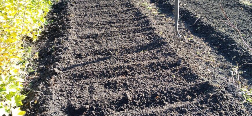 Сусід-агроном детально “розклав” по поличках, що зробити з грядками до 1.12 – у 2026 врожай буде рекордним