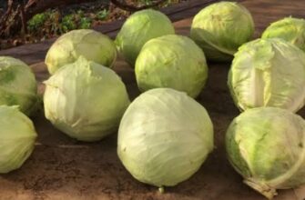 Як зберегти капусту свіжою в погребі до самої весни: простий лайфгак