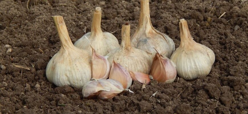 2 ложки цього підживлення і часник на підвіконні швидко піде в ріст: підказала подрузі, тепер пригощає