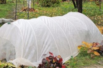 Чи потрібно вкривати троянди на зиму: надано остаточну відповідь