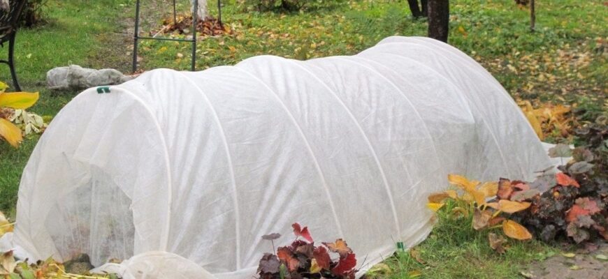 Чи потрібно вкривати троянди на зиму: надано остаточну відповідь