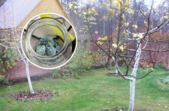 Хтось каже 100 г на 10 л, а хтось радить 400 г: все не так. Ось як правильно розводити залізний купорос