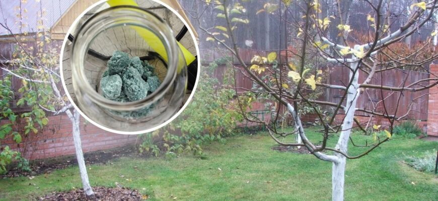 Хтось каже 100 г на 10 л, а хтось радить 400 г: все не так. Ось як правильно розводити залізний купорос