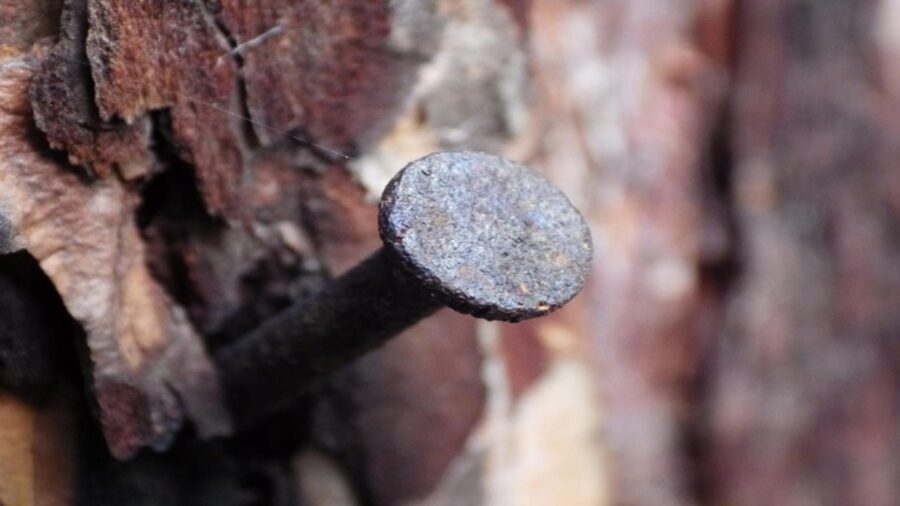 Городники розповіли, навіщо забивати у яблуню цвях та чи має це якусь користь 