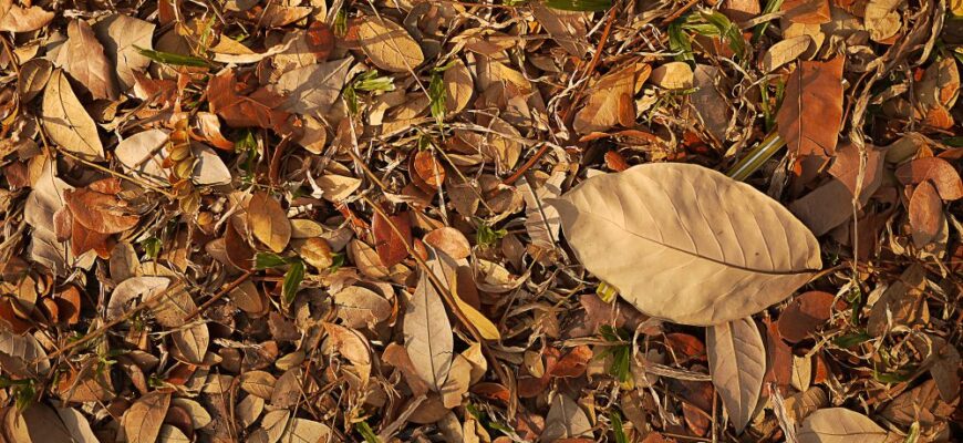 Вилила відро “цього” на сухе листя – і через 3 місяці отримала “чорне золото” для грядок: геніально!