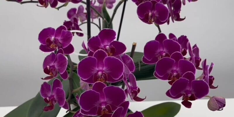 Розчиніть ложку цієї спеції у воді – і орхідея почне активно формувати нові квітконоси. Лайфхак
