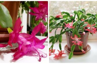 Різдвянику – 1,5 ложки у горщик: вже через 5 днів випустив 7 нових бутонів. Зацвіте якраз до Різдва