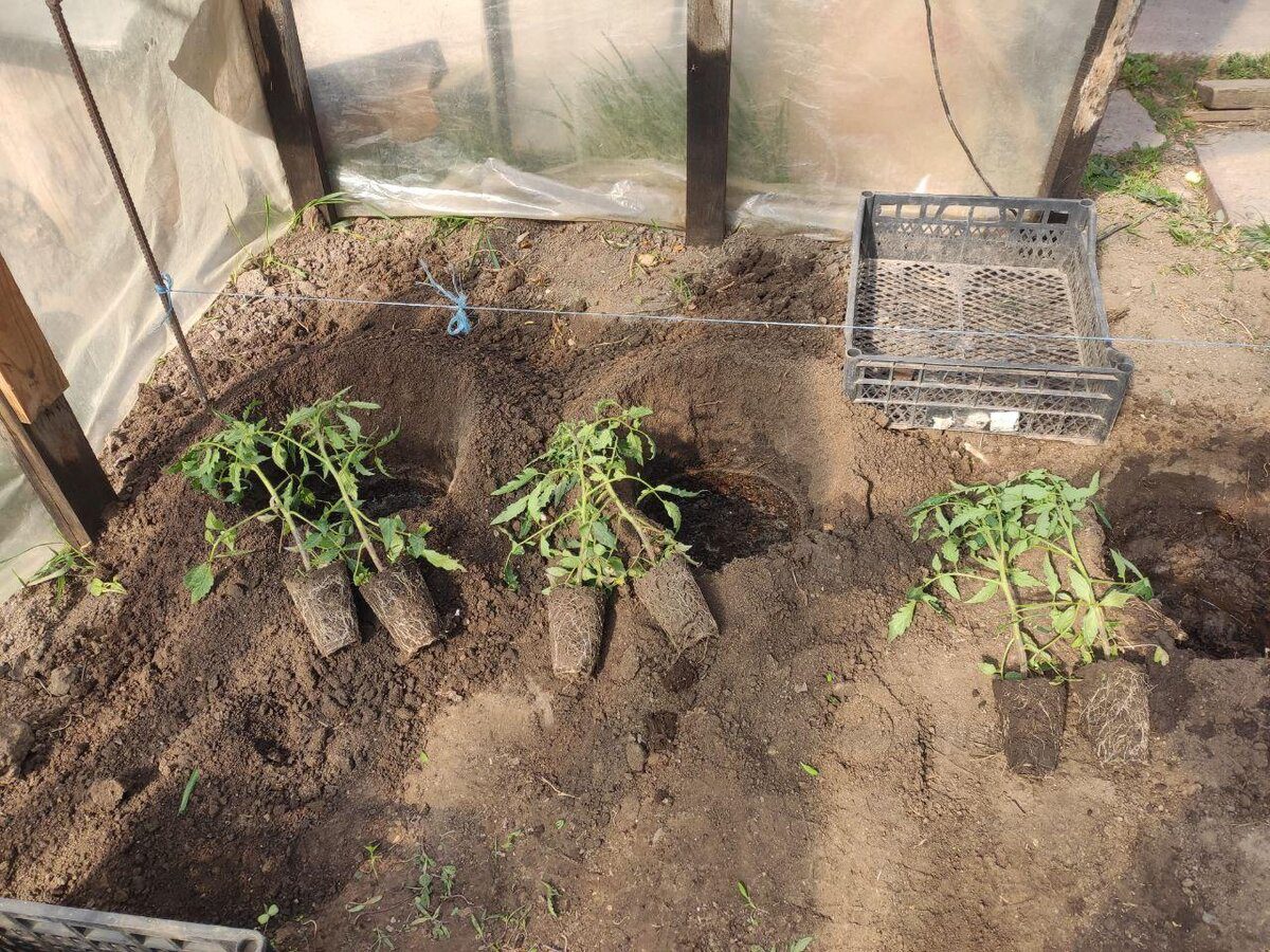 Городники розповіли, який сорт томатів обрати для зимової розсади