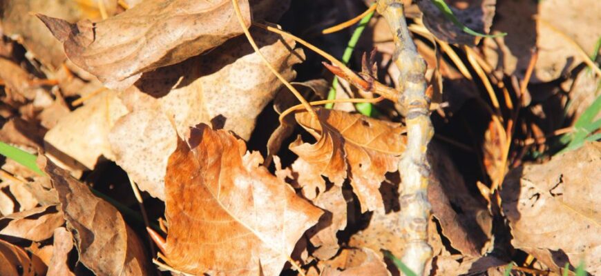 3 в 1: чому варто залишати мокре листя в саду? Просте рішення дачниці, яке виявилося незамінним