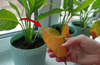 Спатифілум простою водою не поливаю – віднайшла дещо “смачніше”: вже через 1 день з’являться нові плодоноси