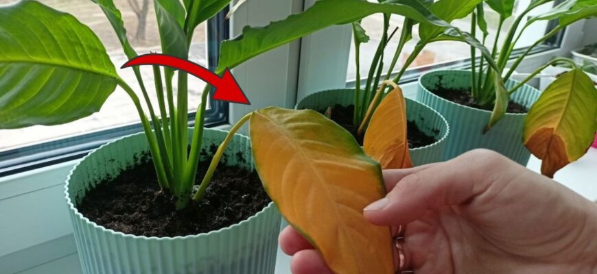 Спатифілум простою водою не поливаю – віднайшла дещо “смачніше”: вже через 1 день з’являться нові плодоноси