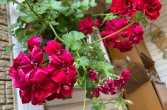 Не дайте герані зав’янути! Восени їй потрібні не добрива і точно не полив – тільки ця 1 хитрість