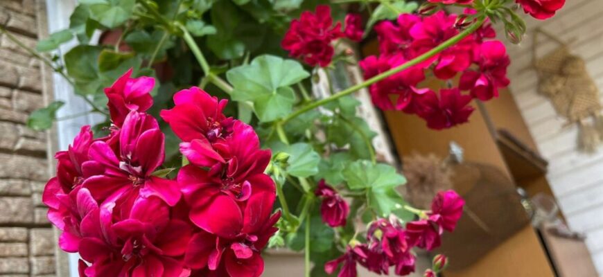 Не дайте герані зав’янути! Восени їй потрібні не добрива і точно не полив – тільки ця 1 хитрість