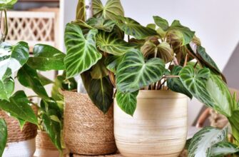 Розчиніть у воді ці краплі з аптеки – і кімнатні рослини будуть квітнути весь рік. Рецепт підживлення