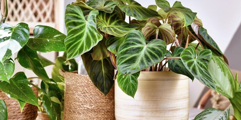 Розчиніть у воді ці краплі з аптеки – і кімнатні рослини будуть квітнути весь рік. Рецепт підживлення