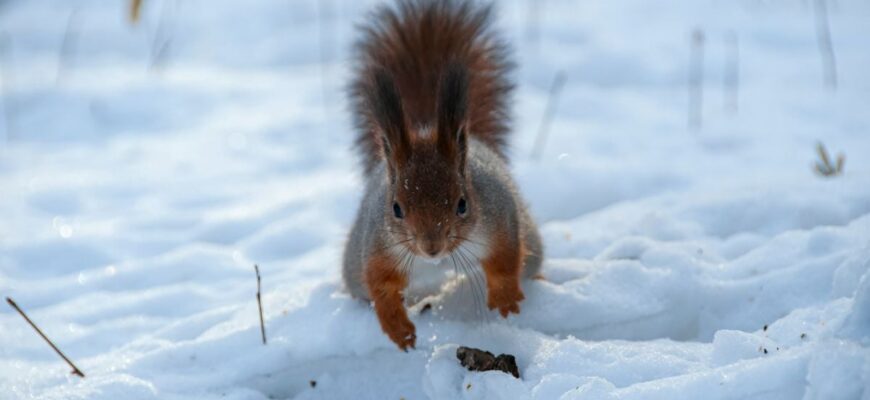 На Україну насувається найсильніше похолодання за 70 років: синоптик про погодні сюрпризи