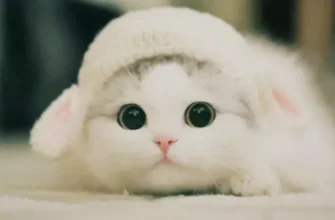 А ви це знали? Як довго коти можуть залишатися на самоті та чим це може скінчитися